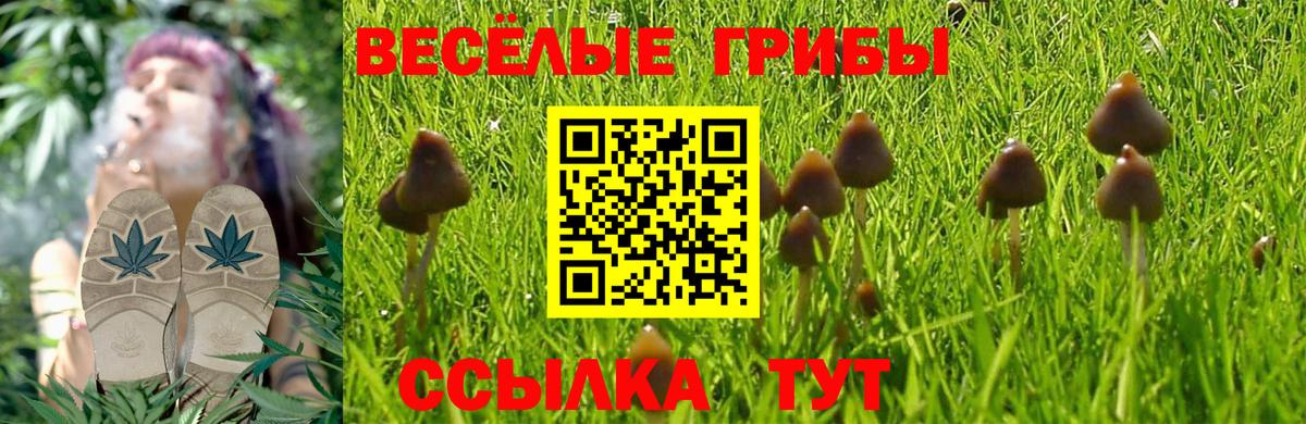 Псилоцибиновые грибы Psilocybe Ивантеевка